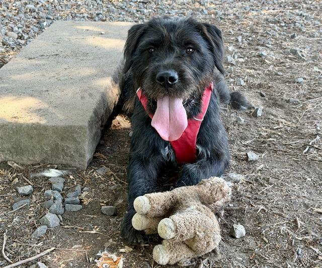Enlarge PETUNIA, a Adoptable mixed breed in Santa Rosa, CA image 1/1