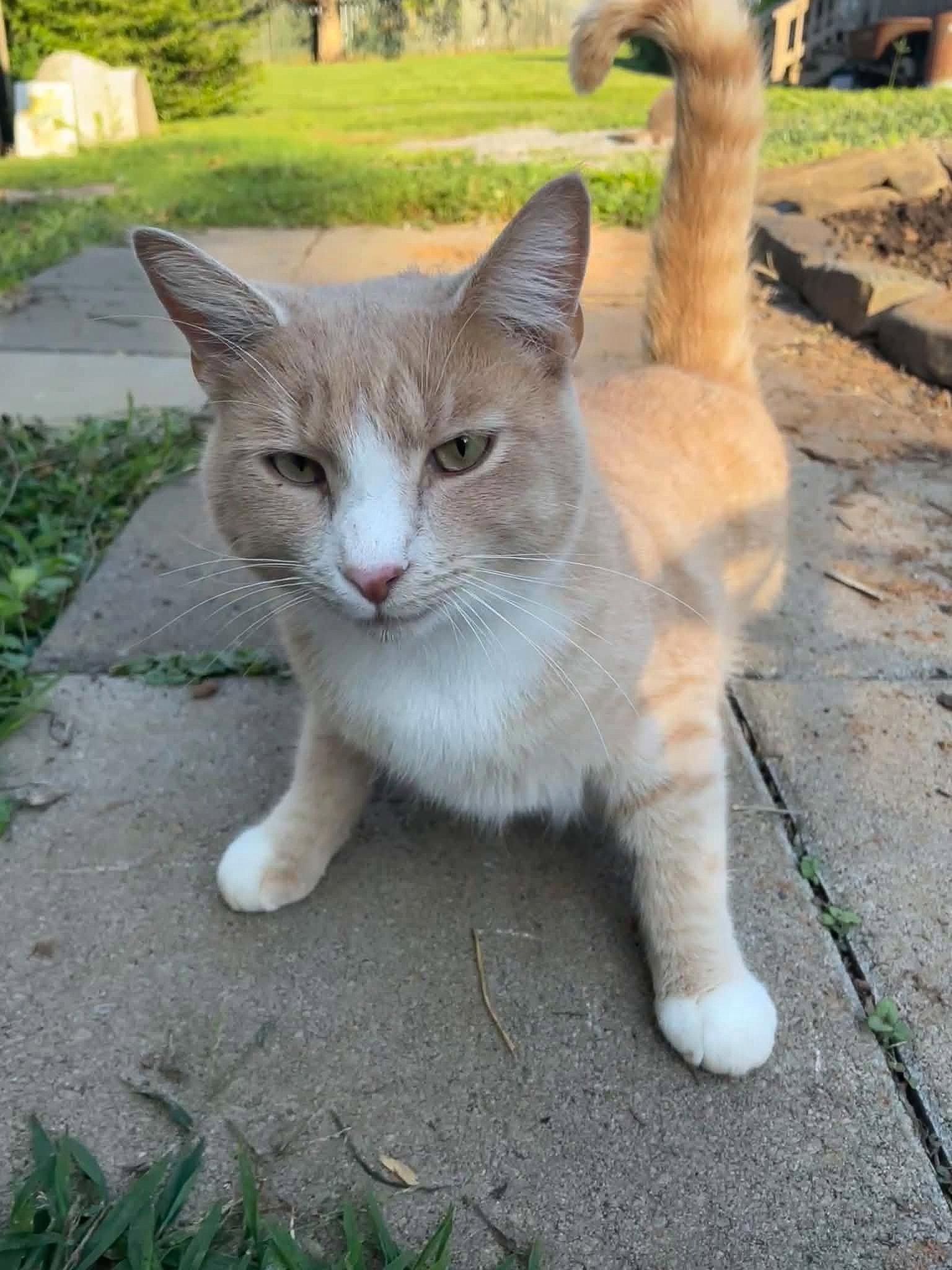 Enlarge BEAR, a Adoptable Domestic Short Hair in Flint Hill, VA image 1/3