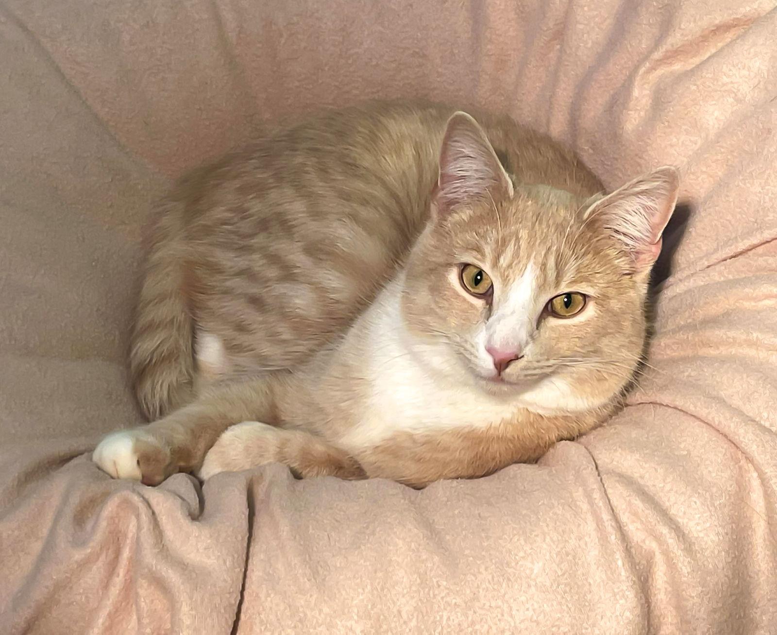 Enlarge BEAR, a Adoptable Domestic Short Hair in Flint Hill, VA image 1/3