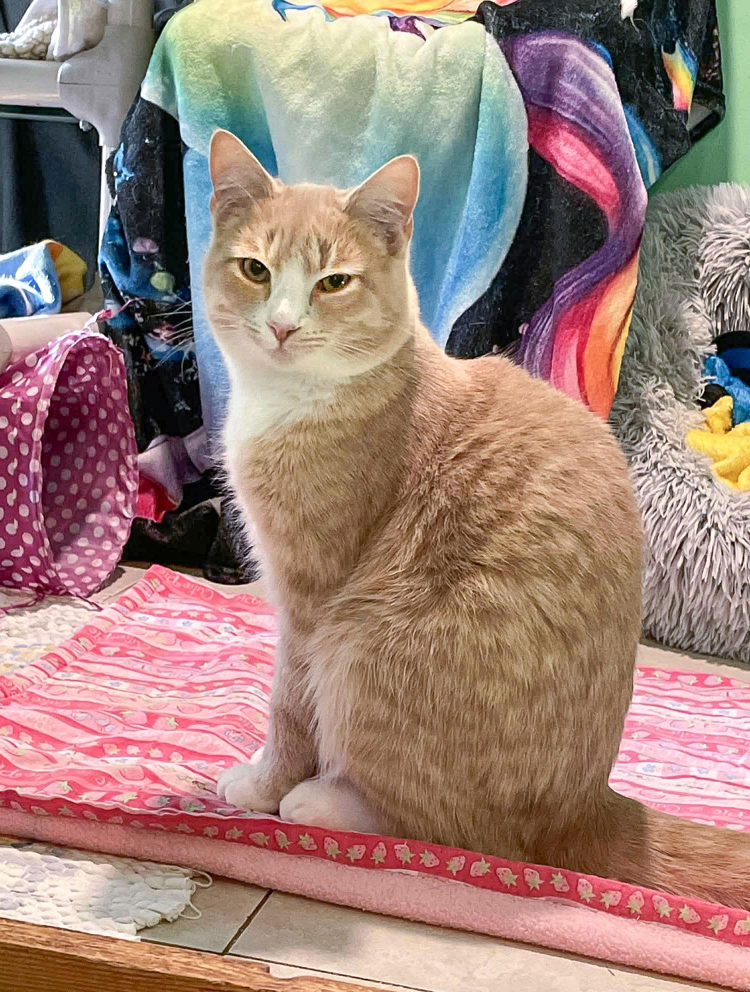 Enlarge BEAR, a Adoptable Domestic Short Hair in Flint Hill, VA image 2/3