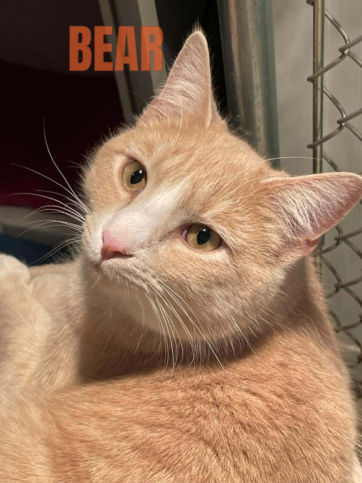 Enlarge BEAR, a Adoptable Domestic Short Hair in Flint Hill, VA image 3/3