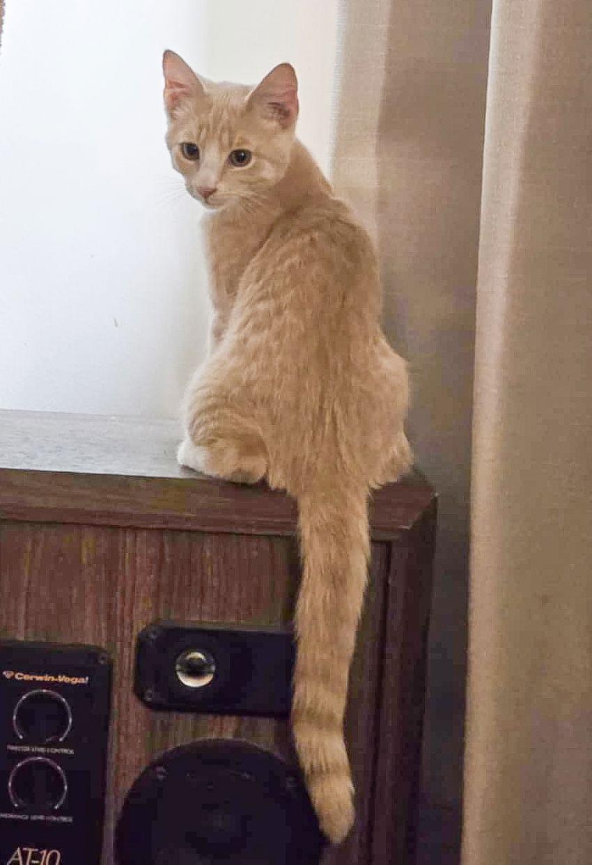 BEAR, Adoptable, Young Male Domestic Short Hair.