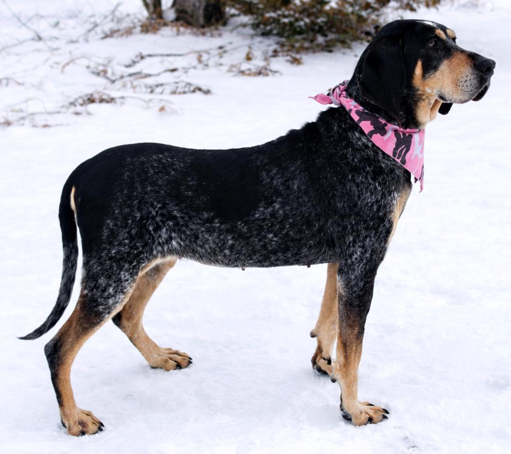 Enlarge Pie, a ADOPTABLE Bluetick Coonhound in Cheboygan, MI image 3/6