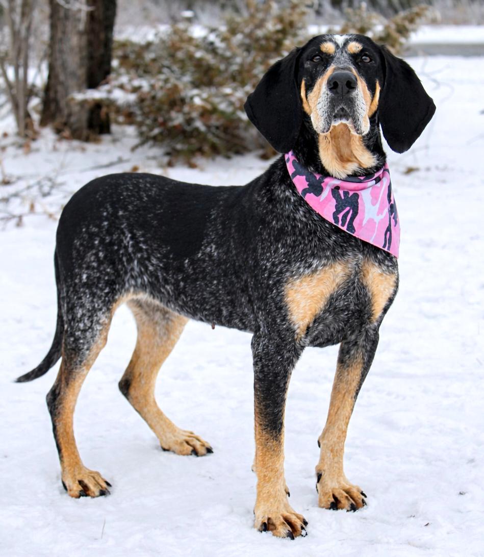 Enlarge Pie, a ADOPTABLE Bluetick Coonhound in Cheboygan, MI image 1/6
