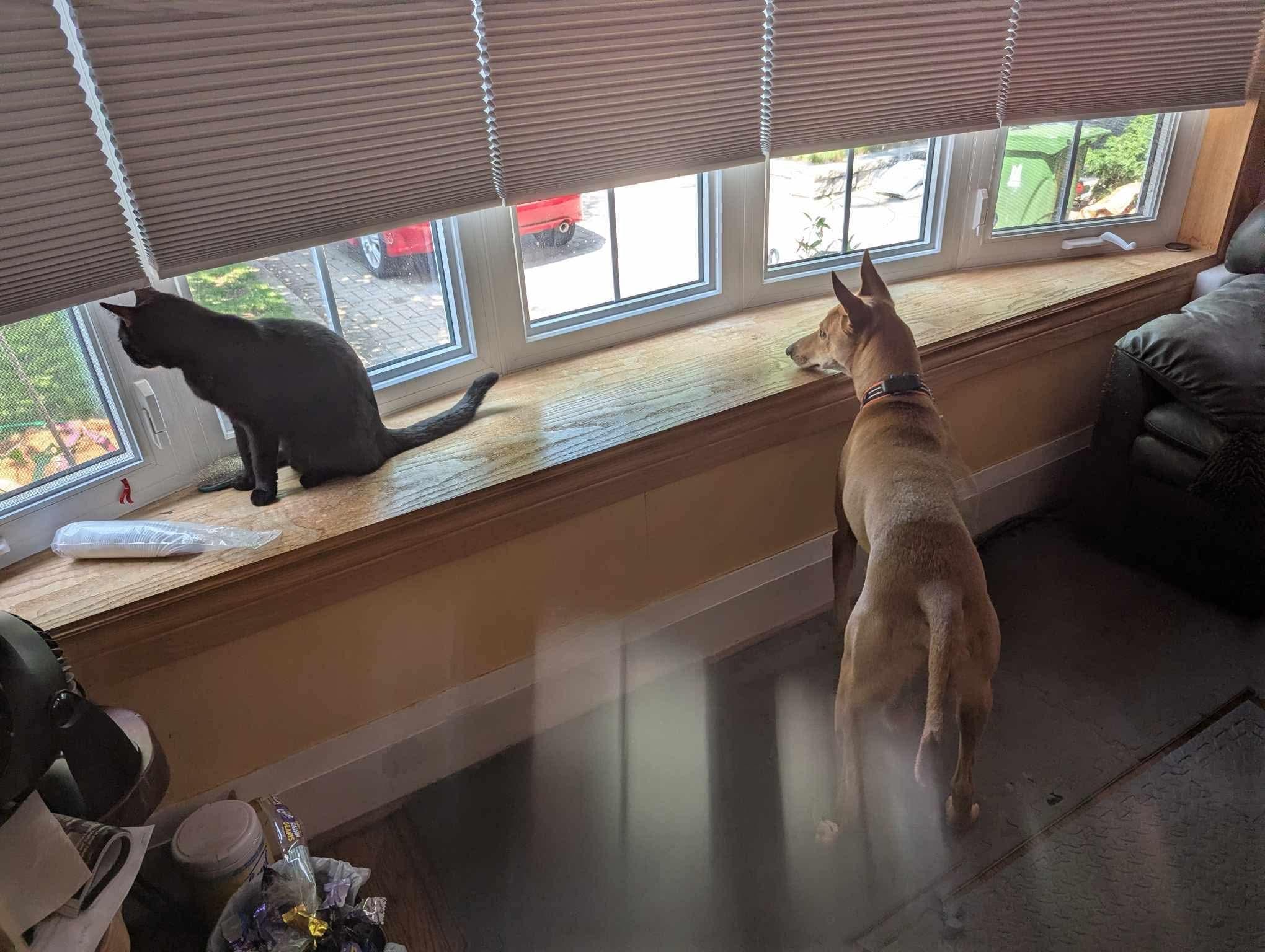 Enlarge Max, a ADOPTABLE Portuguese Podengo in Scarborough, ON image 4/6