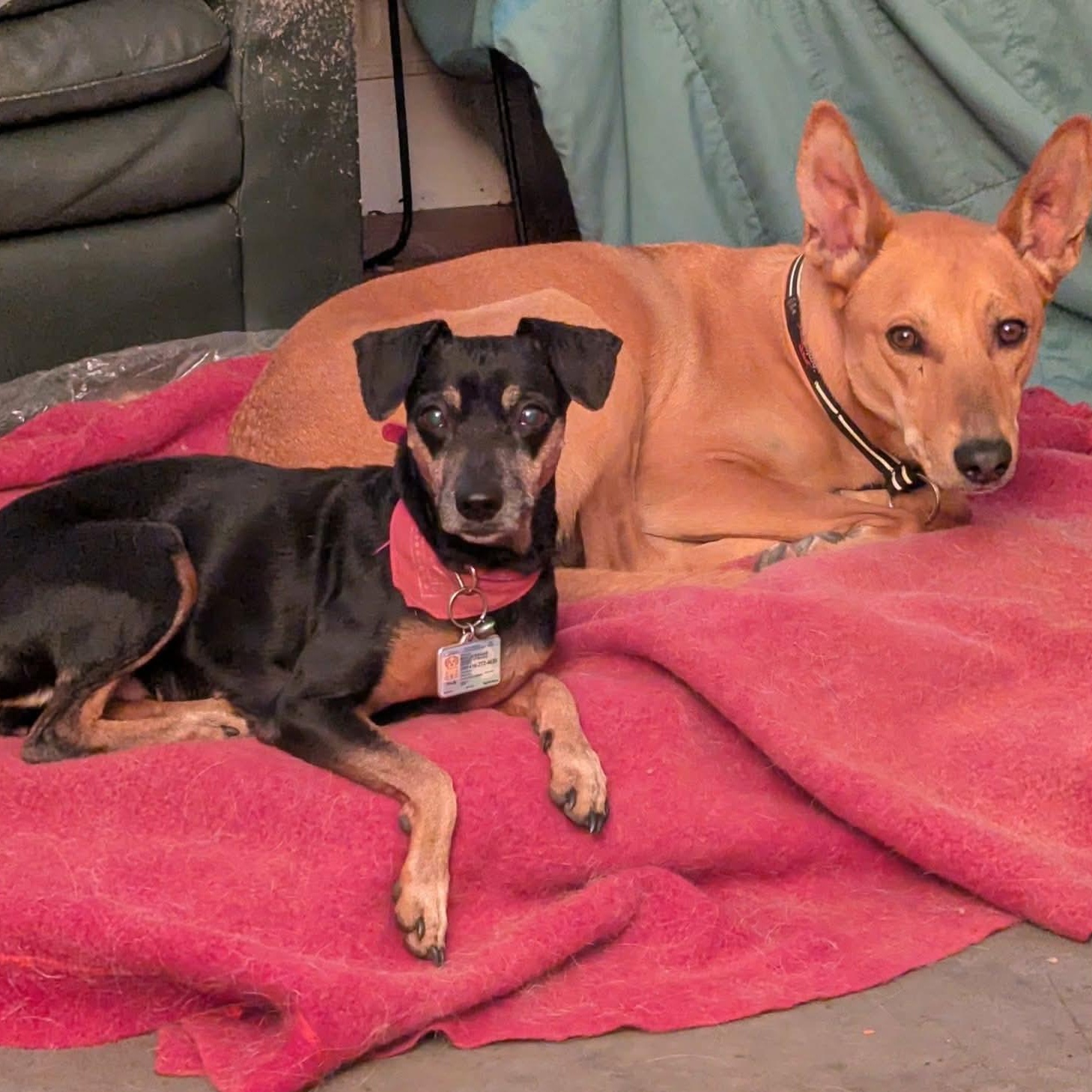 Enlarge Max, a ADOPTABLE Portuguese Podengo in Scarborough, ON image 6/6