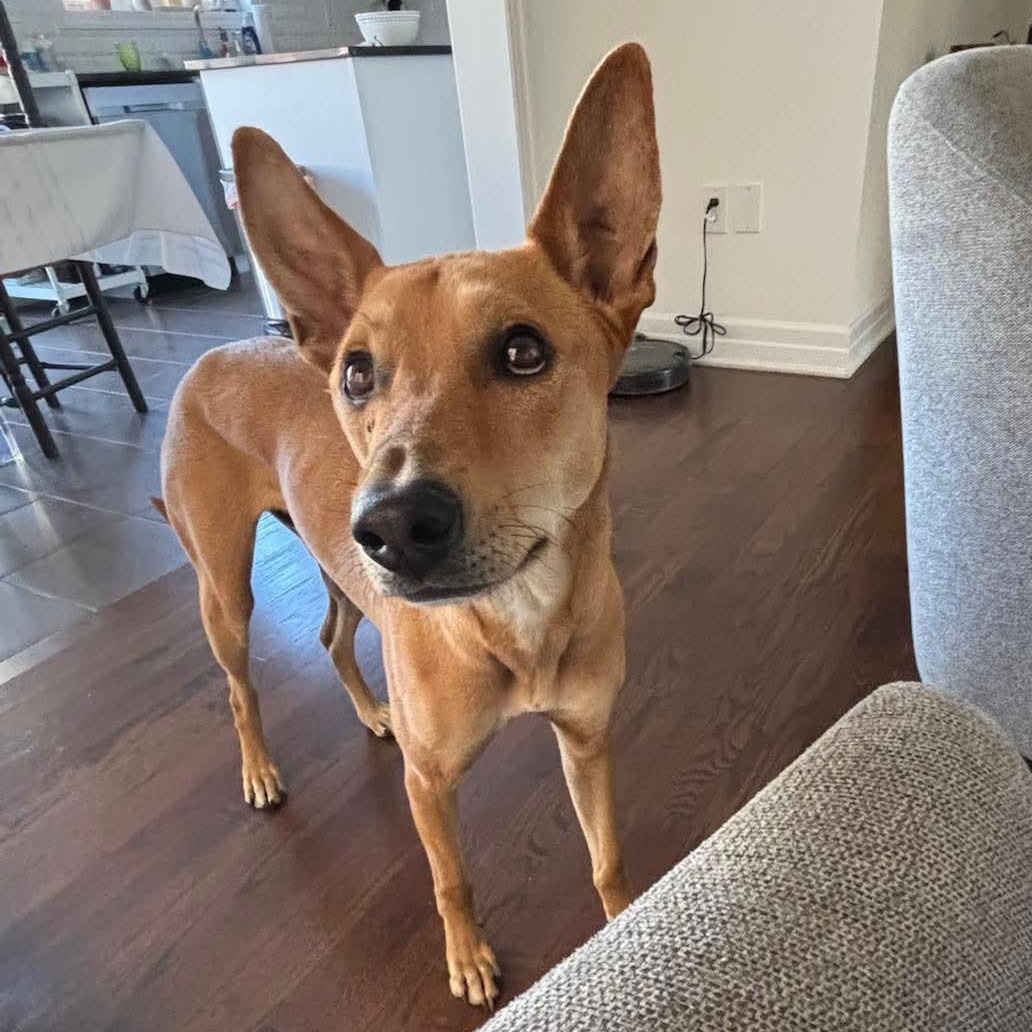 Enlarge Max, a ADOPTABLE Portuguese Podengo in Scarborough, ON image 3/6
