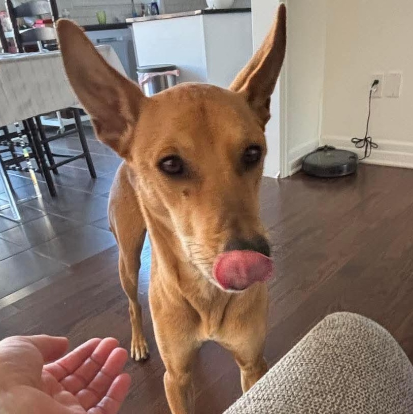 Enlarge Max, a ADOPTABLE Portuguese Podengo in Scarborough, ON image 2/6