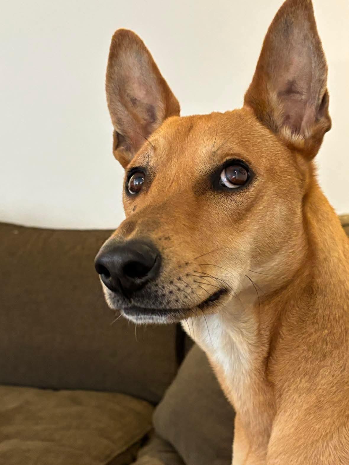 Max, ADOPTABLE, Adult Male Portuguese Podengo.