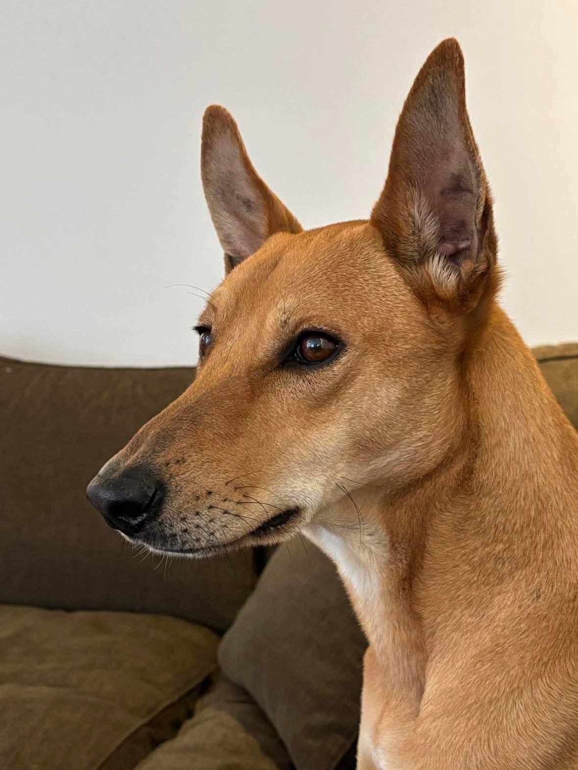 Enlarge Max, a ADOPTABLE Portuguese Podengo in Scarborough, ON image 5/6