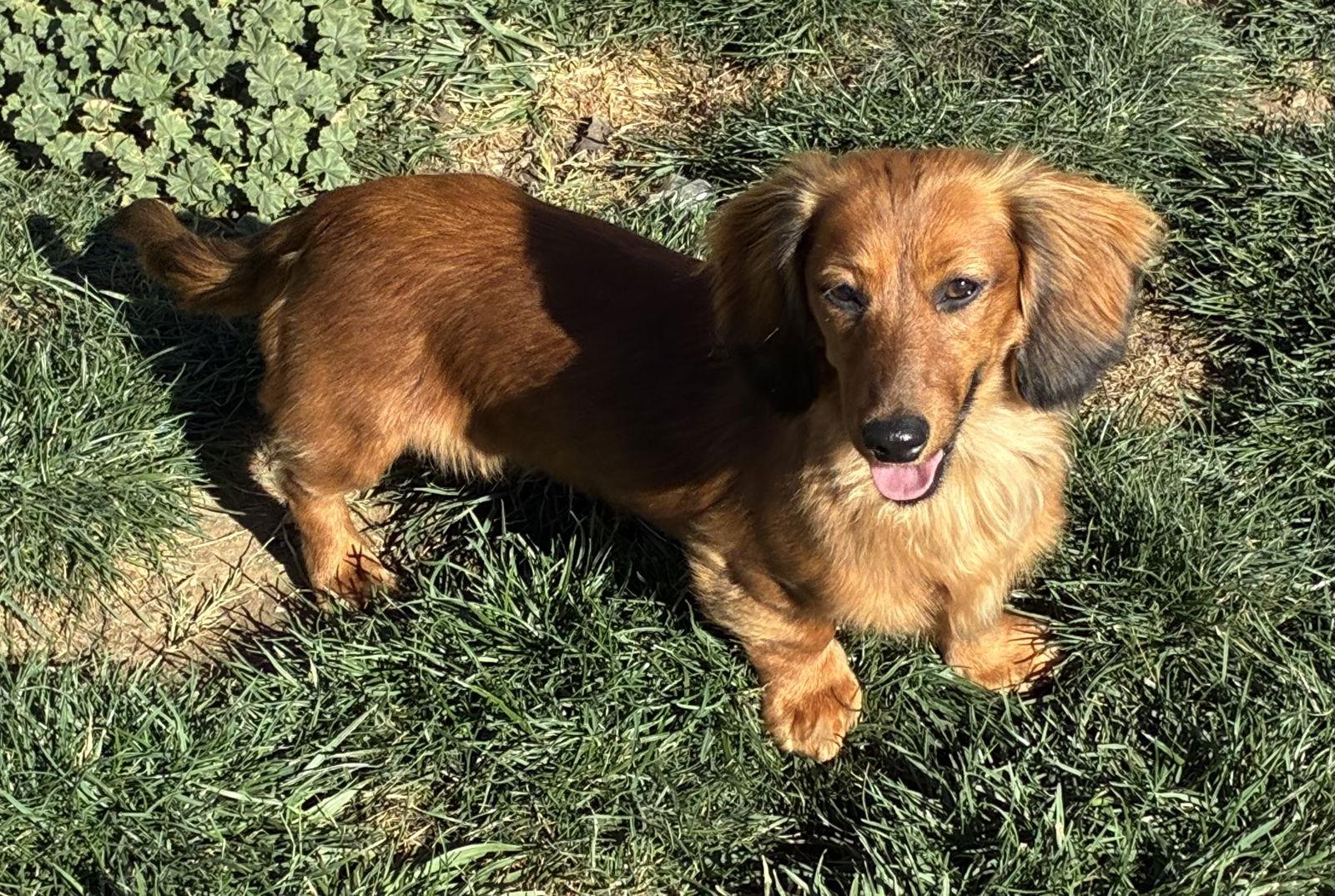 Enlarge Ralphie, a Adoptable Dachshund in Hesperia, CA image 2/3