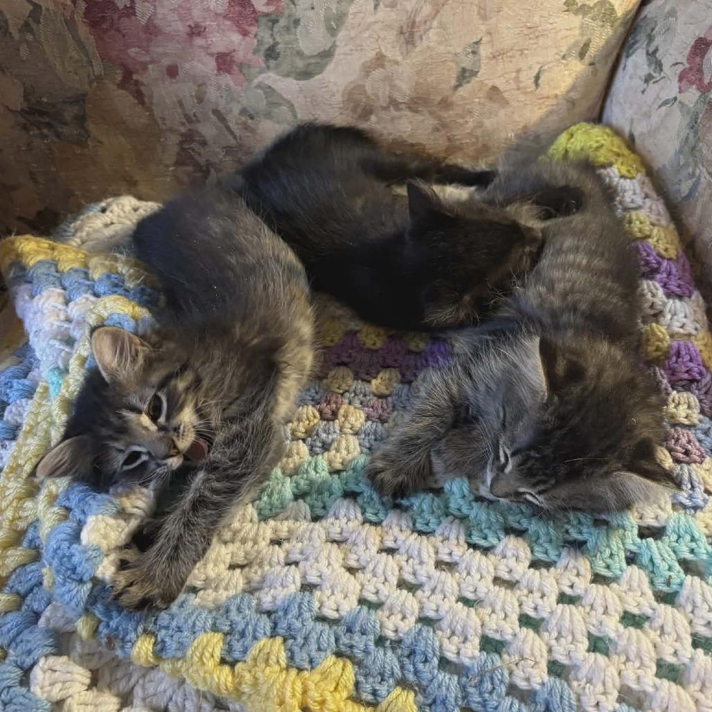 Enlarge Laurel, a Adoptable Domestic Long Hair in Fayetteville, GA image 1/2