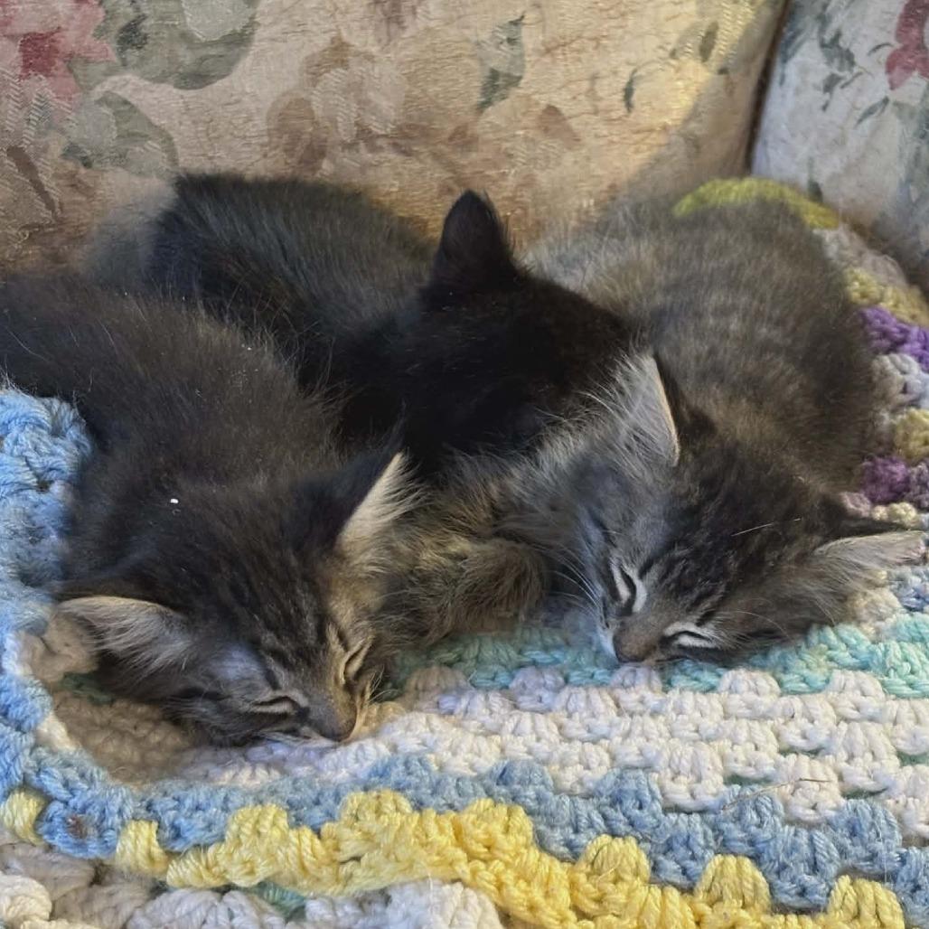 Enlarge Laurel, a Adoptable Domestic Long Hair in Fayetteville, GA image 2/2