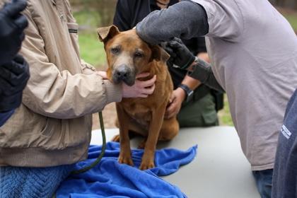 Enlarge 26-33 Red, a Adoptable mixed breed in Barnesville, GA image 1/1