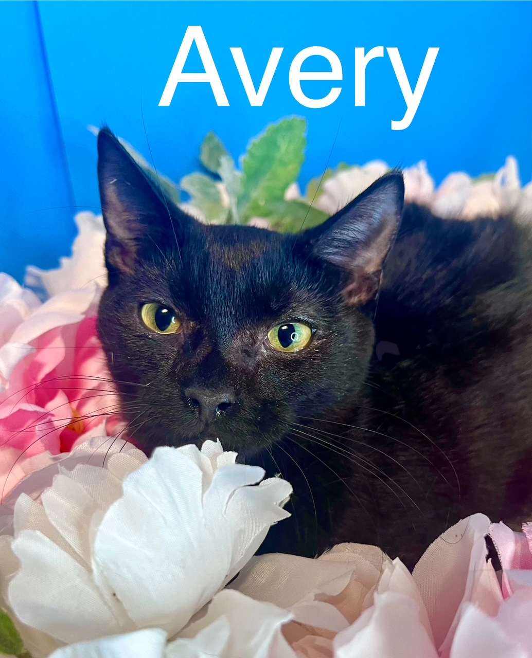 Avery