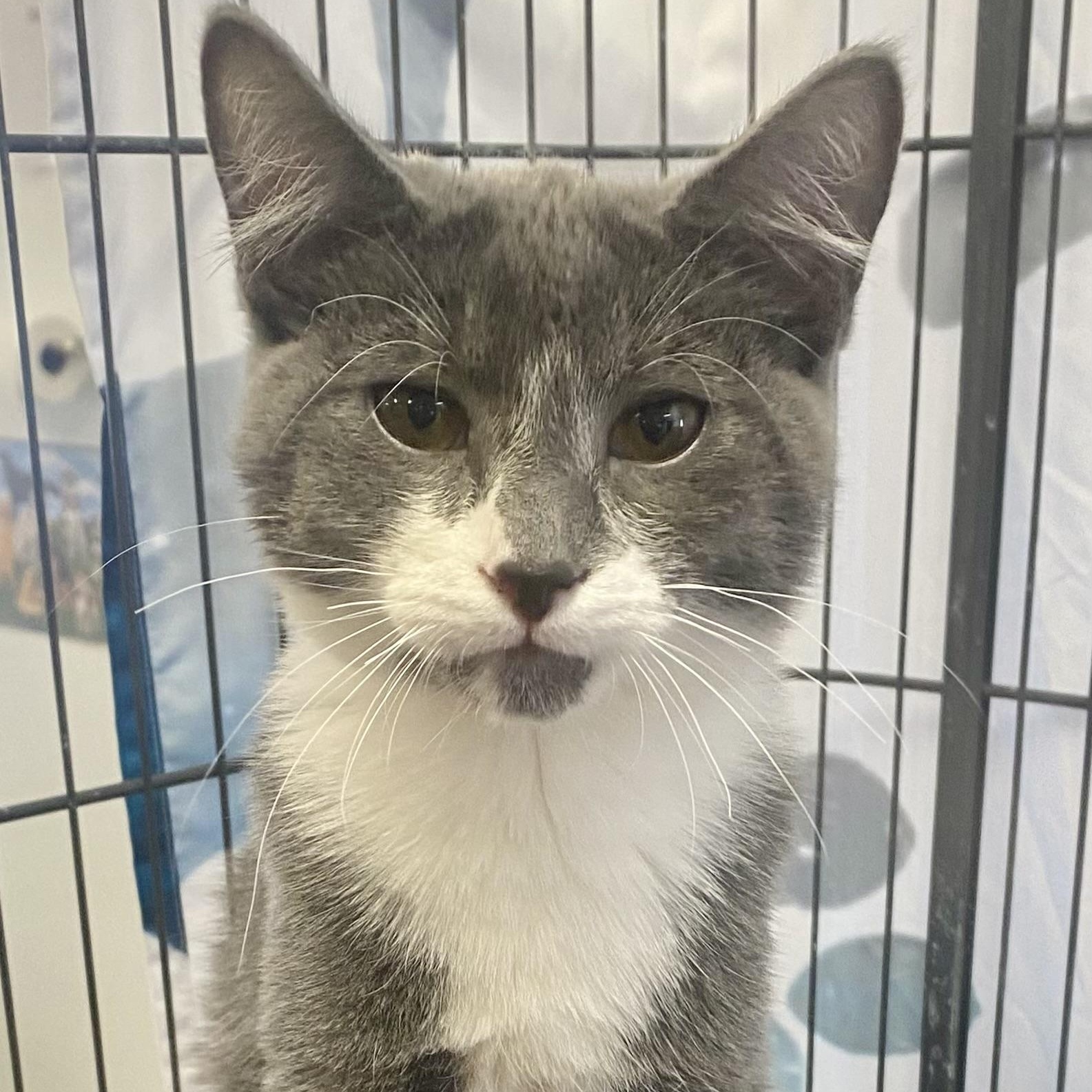 Ted, an adoptable Domestic Short Hair in Pocatello, ID, 83201 | Photo Image 1