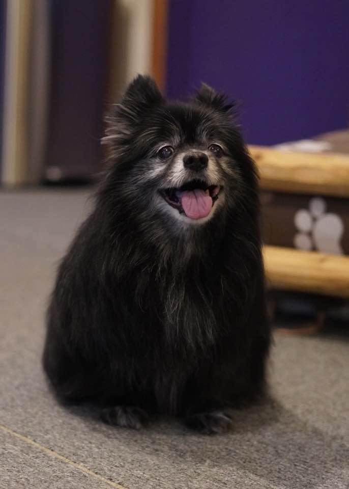 Enlarge SHAMUS, a Adoptable Pomeranian in Port Clinton, OH image 1/3