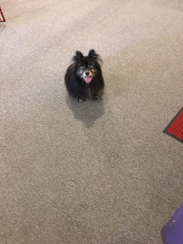 Enlarge SHAMUS, a Adoptable Pomeranian in Port Clinton, OH image 2/3