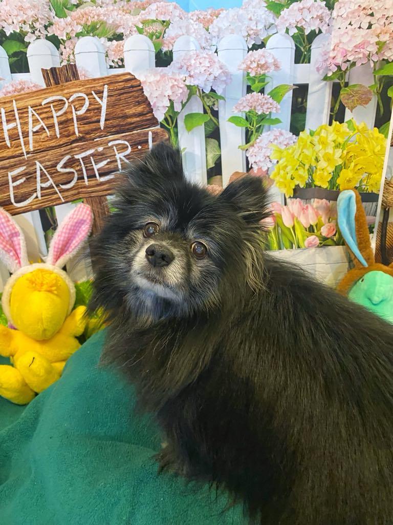 Enlarge SHAMUS, a Adoptable Pomeranian in Port Clinton, OH image 3/3