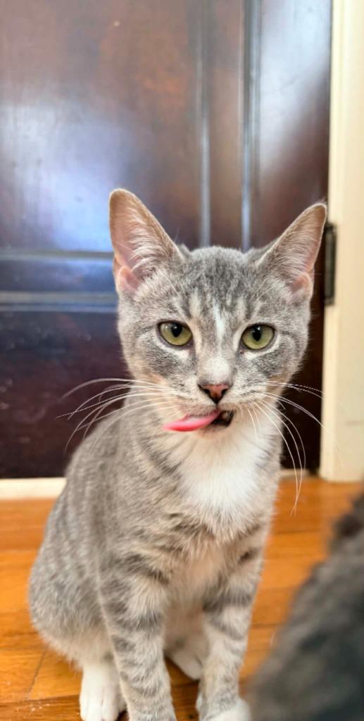 Smoky, Adoptable, Kitten Male Domestic Short Hair.