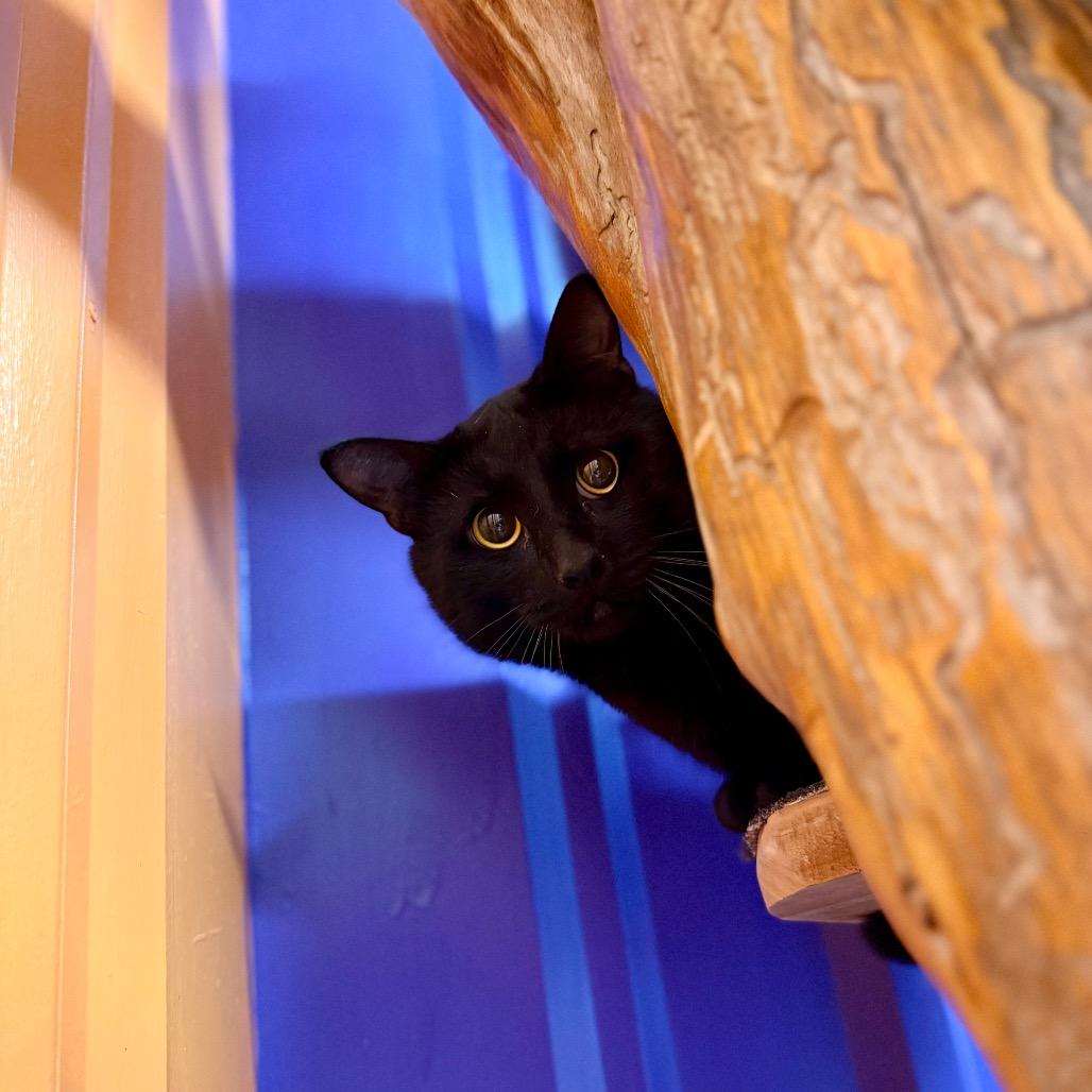 Curtis, Adoptable, Adult Male Domestic Short Hair.