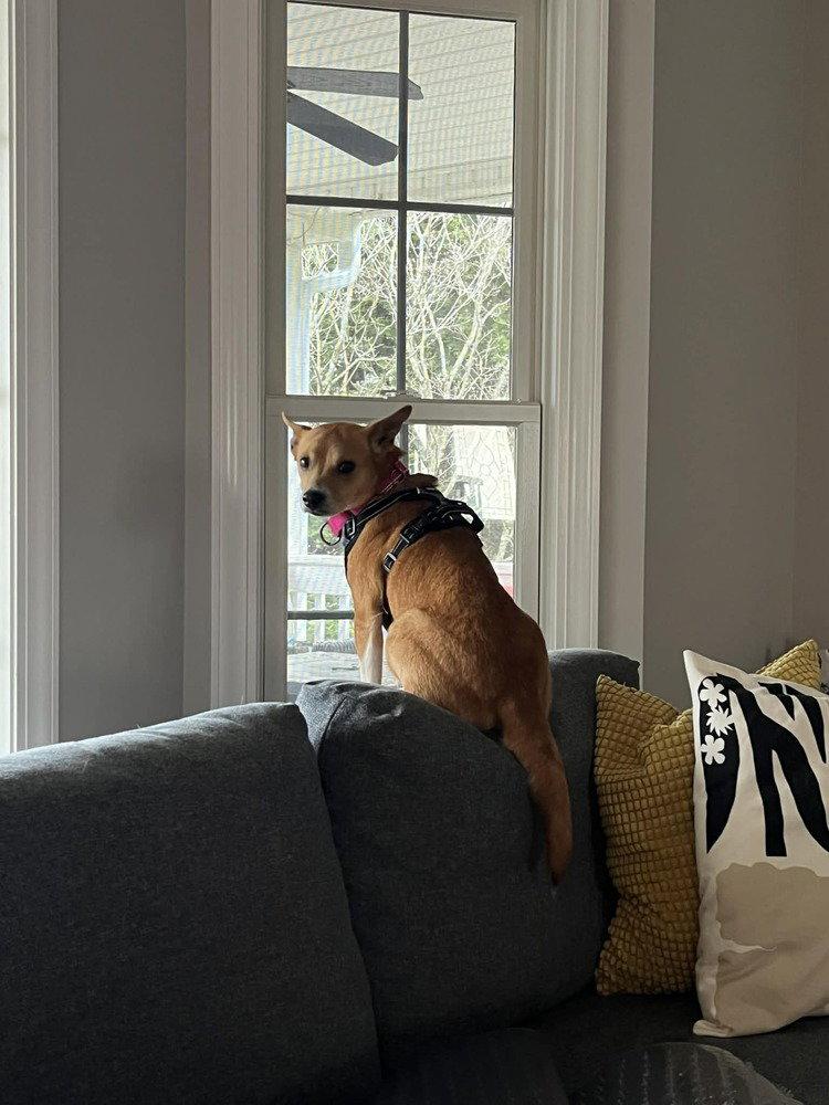 Gretal, Adoptable, Adult Female Terrier.