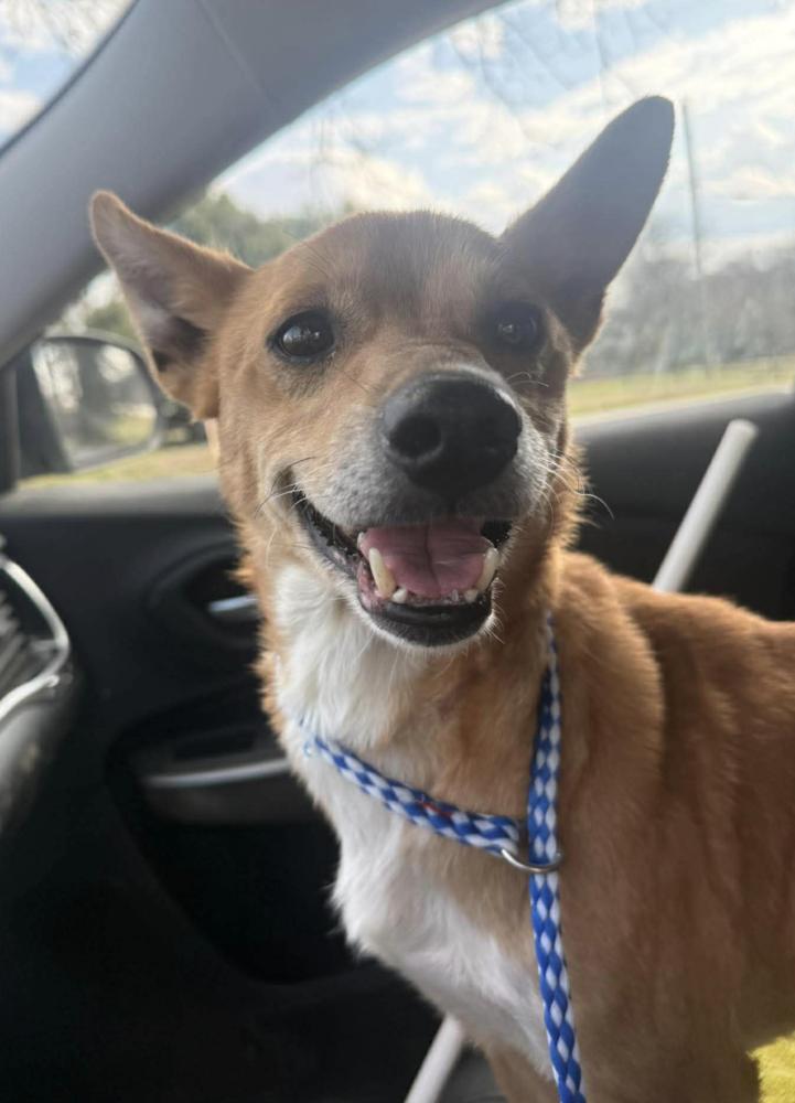 Gretal, a Adoptable Terrier in Candler, NC image 3/3