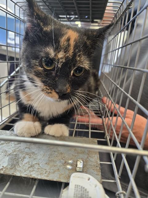 COOKIE, Adoptable, Young Female Domestic Short Hair.