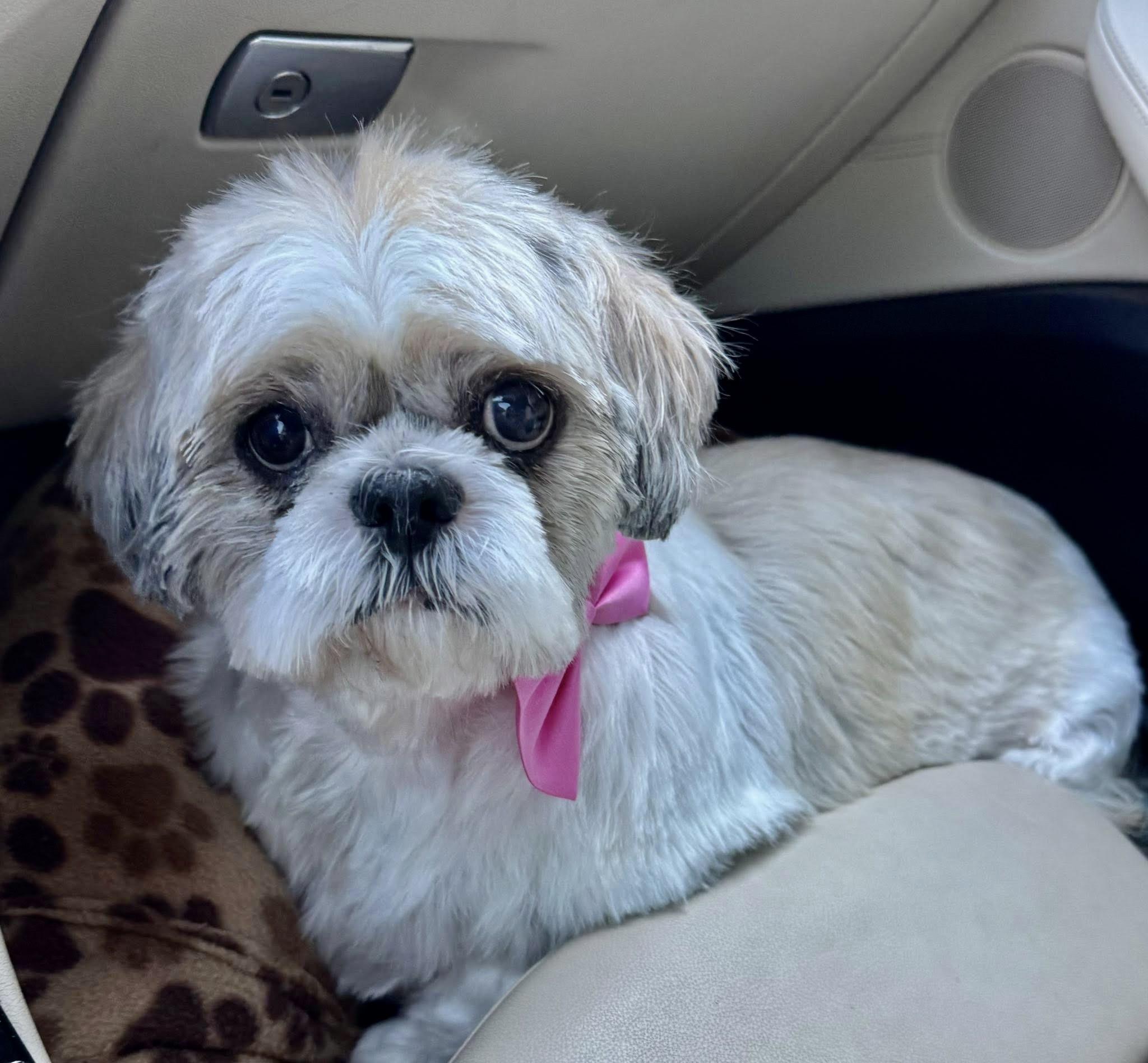 Happy Turner, Adoptable, Adult Female Shih Tzu.