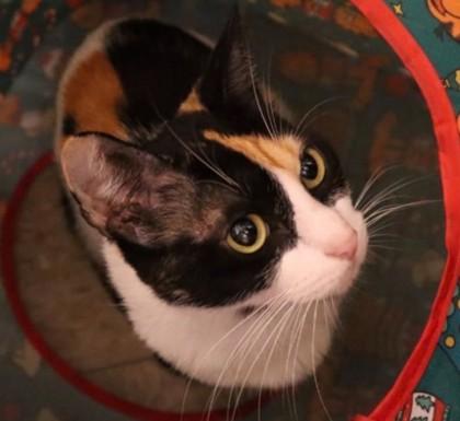 Flower Reyes - FIV+, Adoptable, Young Female Domestic Short Hair & Domestic Short Hair.