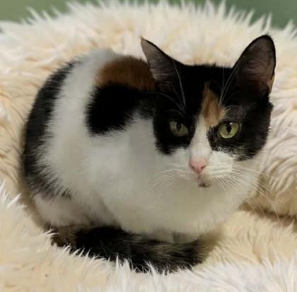 Enlarge Flower Reyes - FIV+, a Adoptable mixed breed in Hudson, MA image 2/3