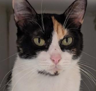 Enlarge Flower Reyes - FIV+, a Adoptable mixed breed in Hudson, MA image 3/3