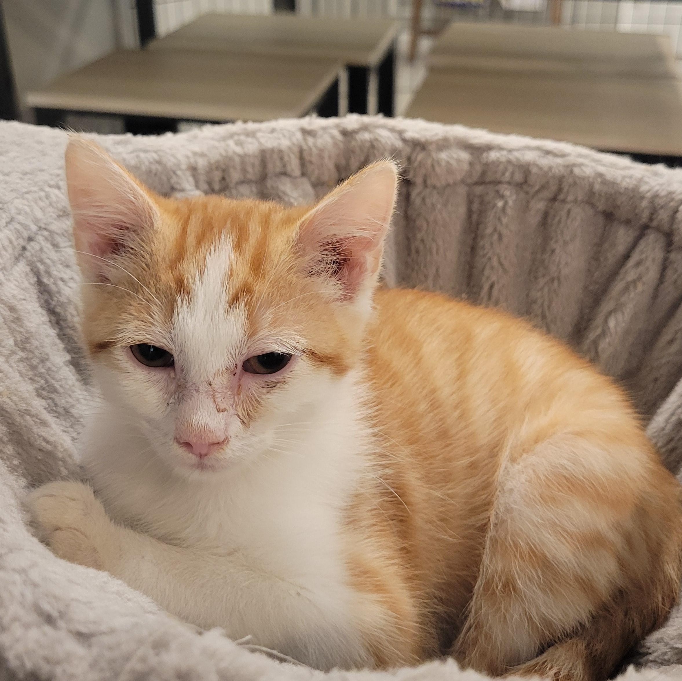 Nick, Baby Male Domestic Short Hair