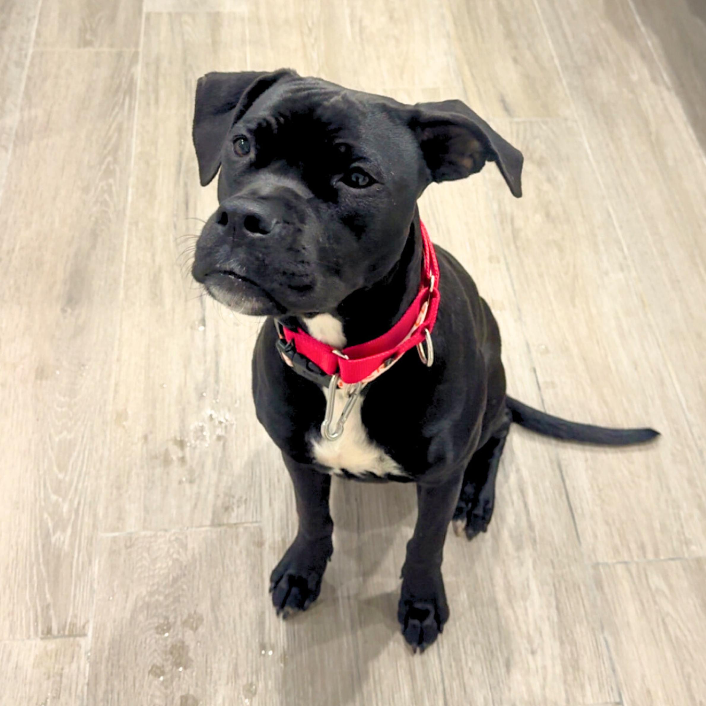 Enlarge Liberty, a ADOPTABLE mixed breed in New York, NY image 2/6