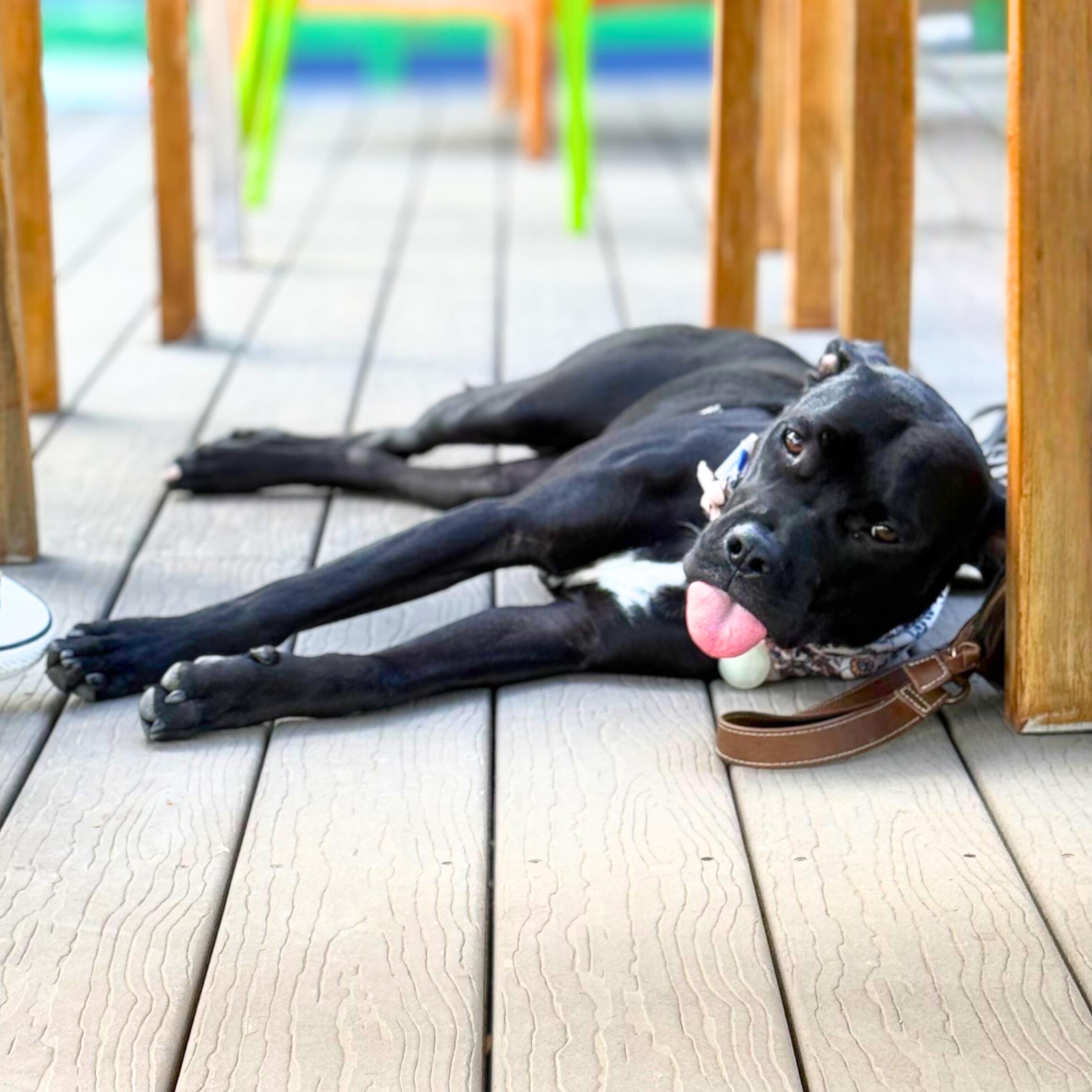 Enlarge Liberty, a ADOPTABLE mixed breed in New York, NY image 3/6