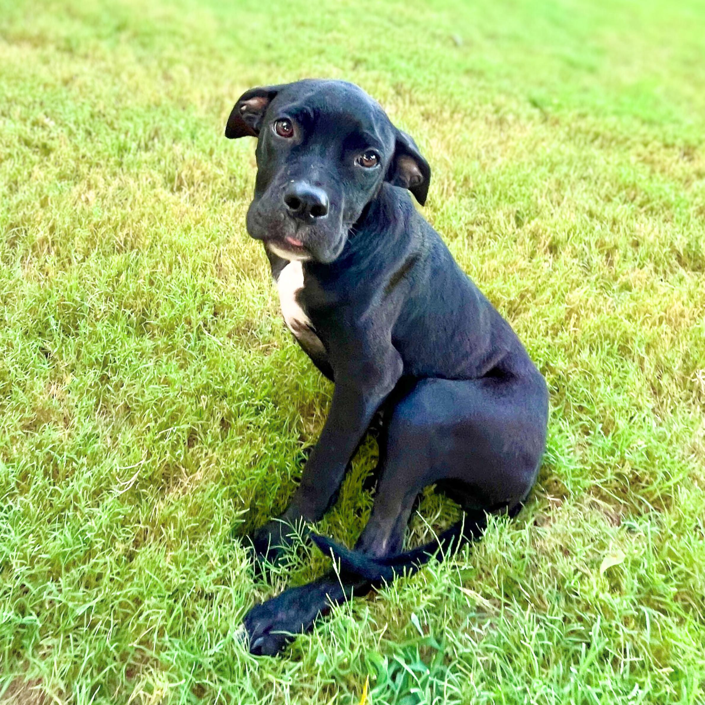 Enlarge Liberty, a ADOPTABLE mixed breed in New York, NY image 4/6