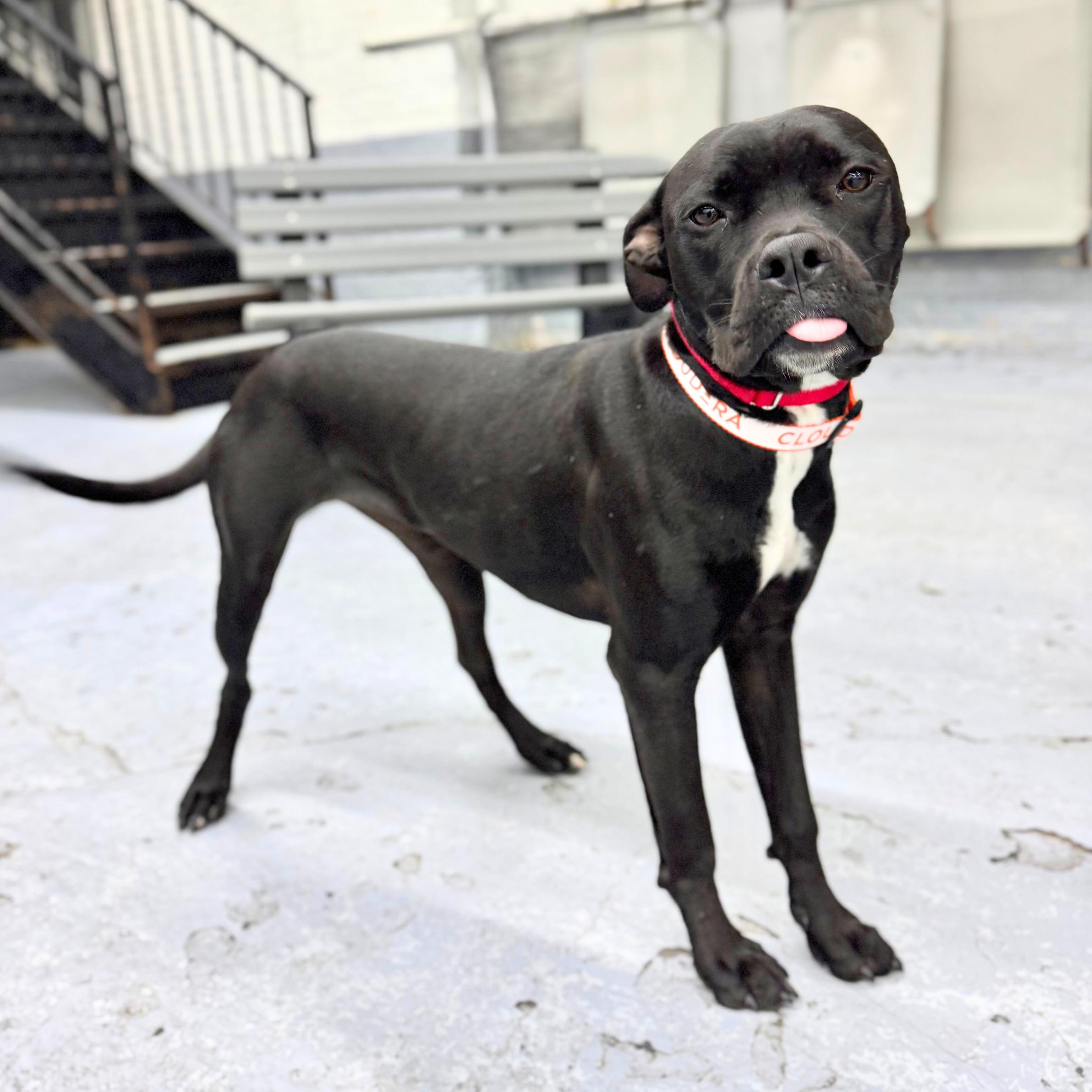 Enlarge Liberty, a ADOPTABLE mixed breed in New York, NY image 5/6