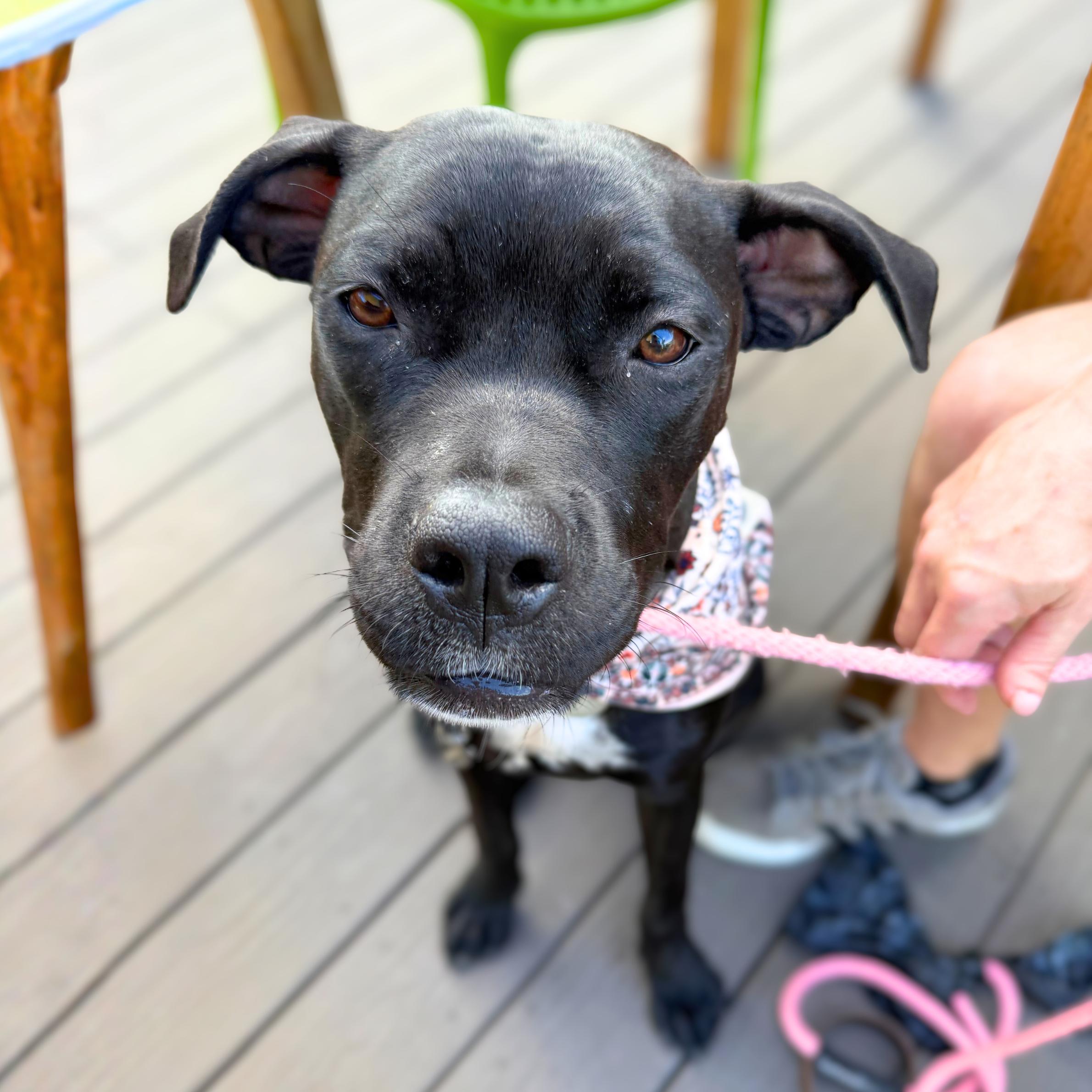 Liberty, ADOPTABLE, Young Female Boxer.