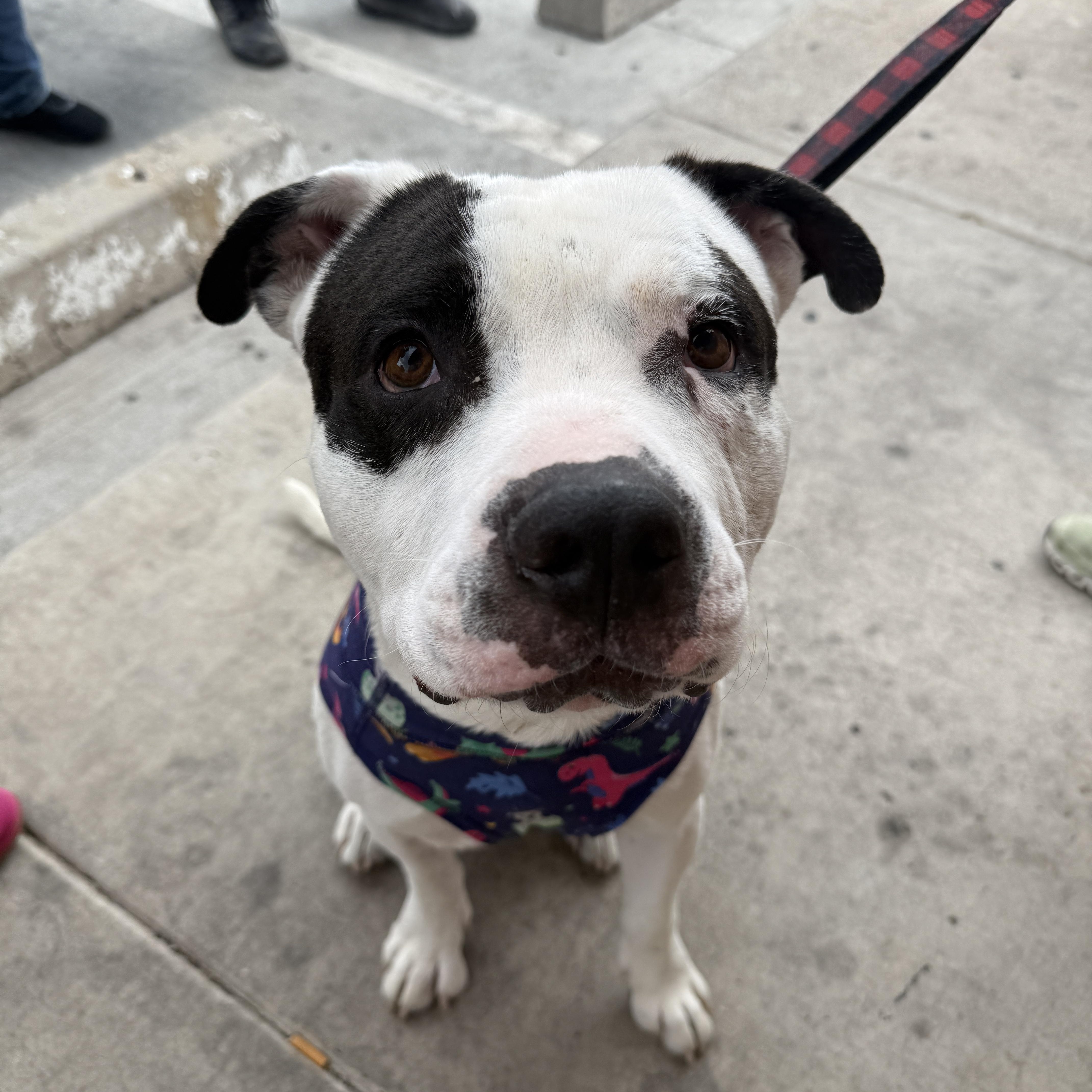 Ziggy, a Adoptable mixed breed in Chandler, AZ image 2/3