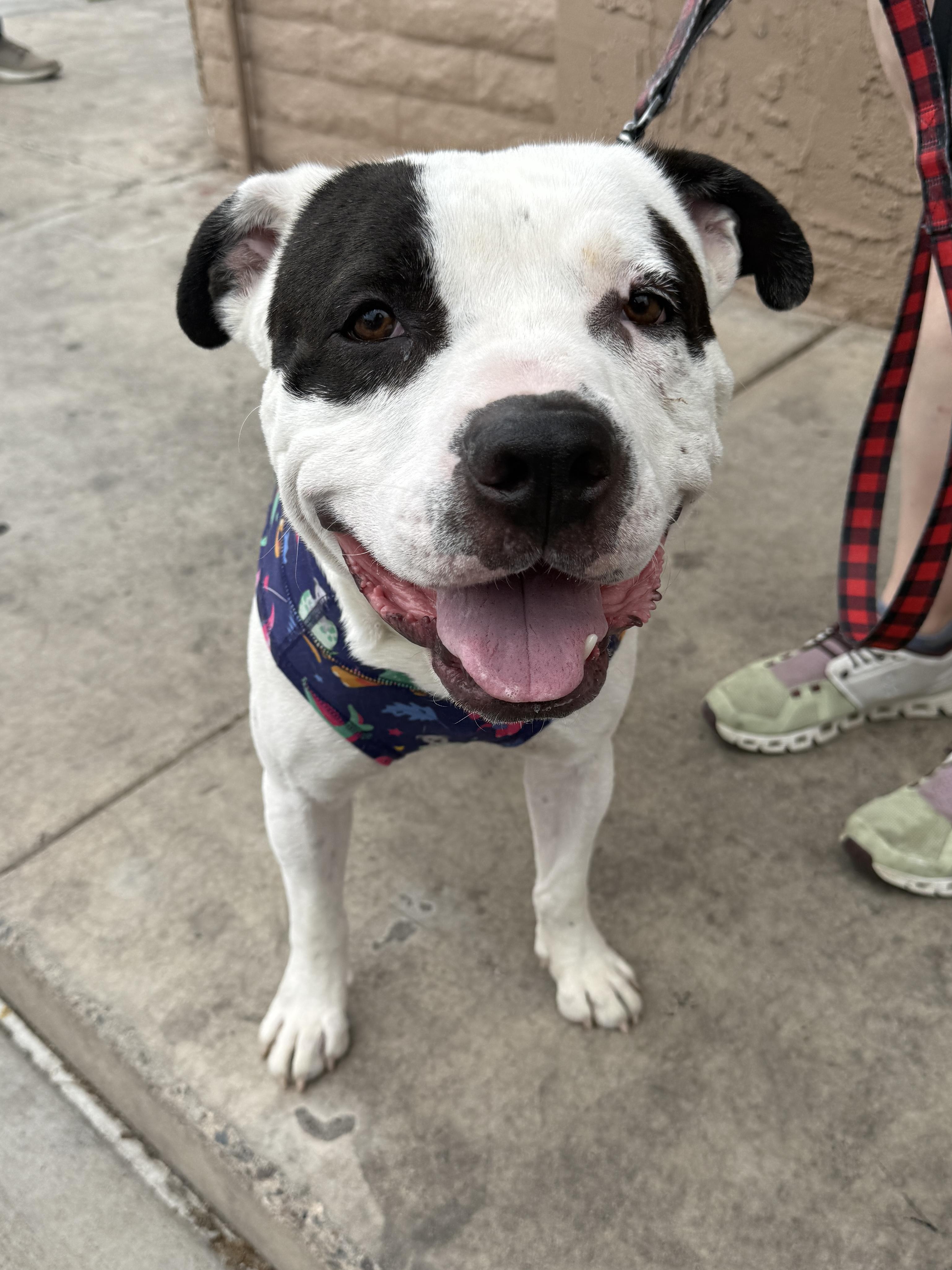 Ziggy, Adoptable, Adult Male Pit Bull Terrier.