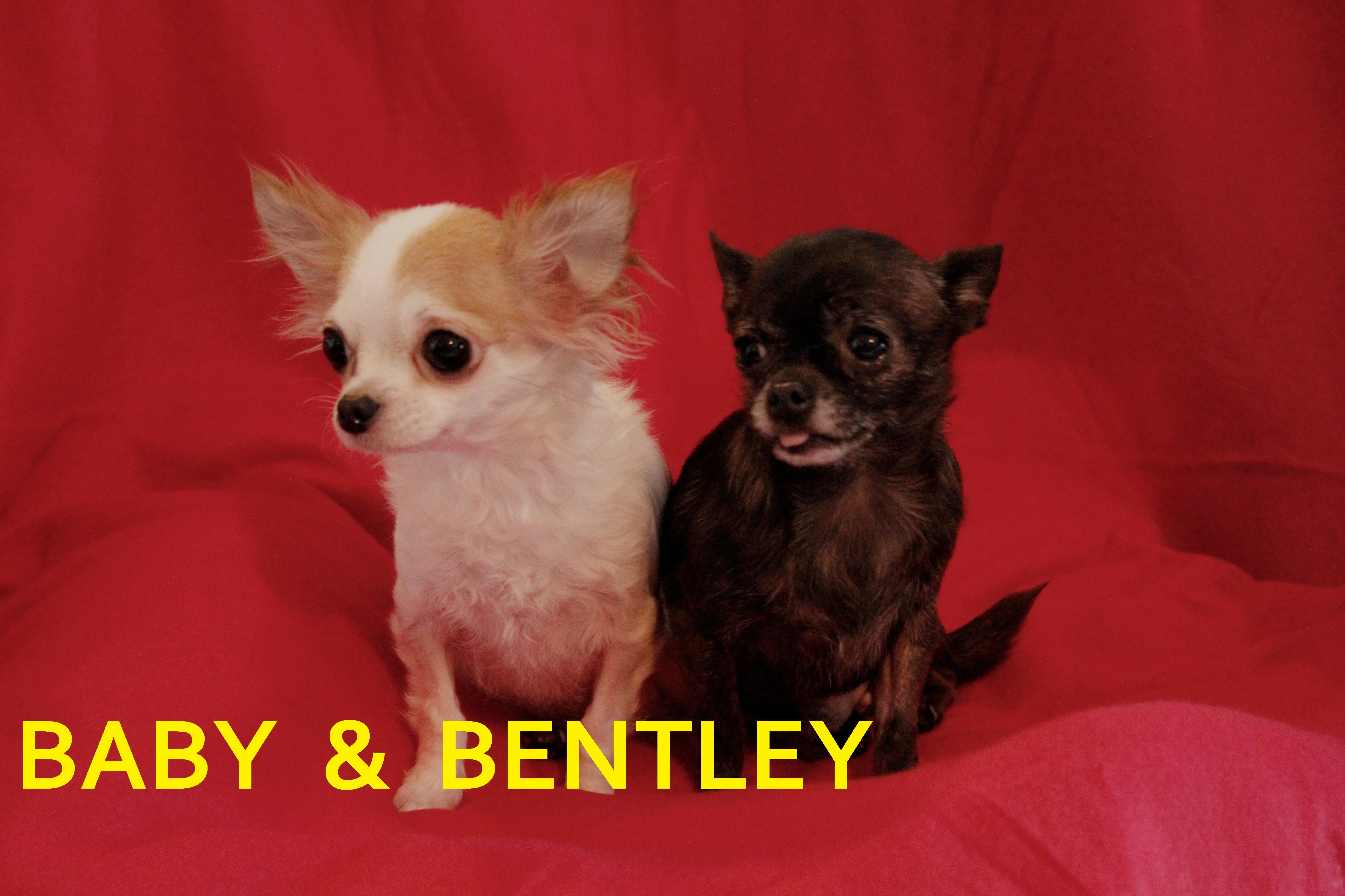 BENTLEY AND BABY--NOT AVAILABLE FOR ADOPTION., a Adoptable Chihuahua image 1/4
