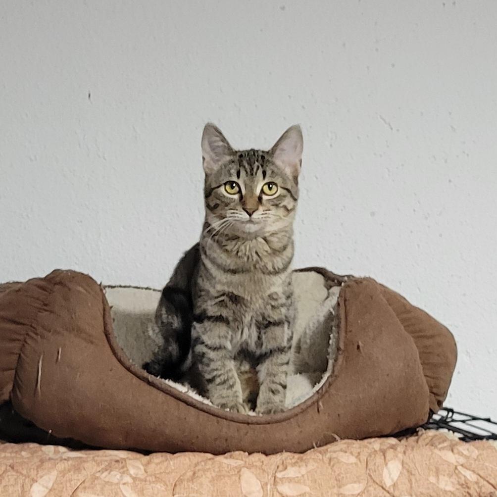 Daisy, Adoptable, Kitten Female American Shorthair & Tabby.