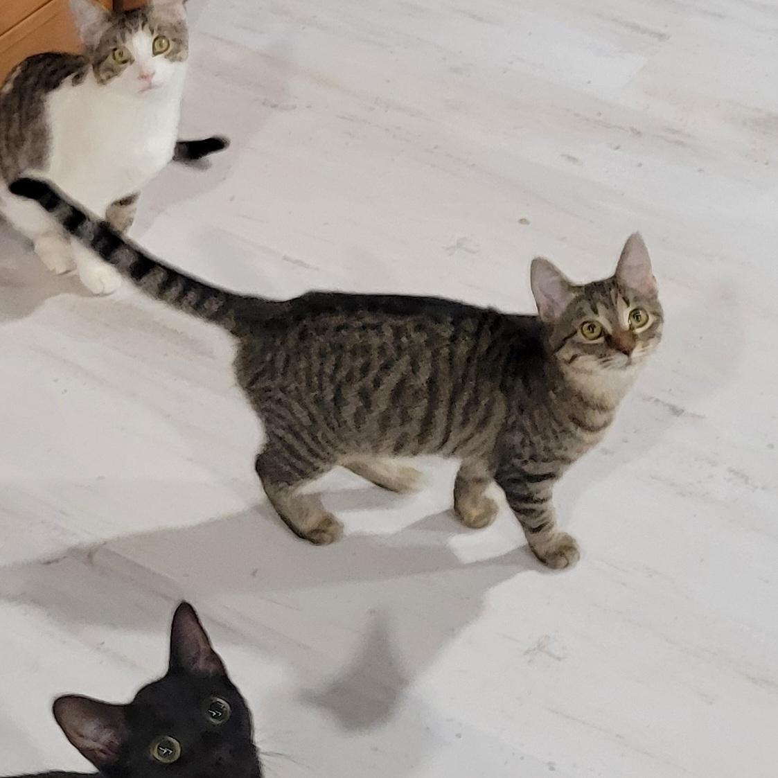 Enlarge Daisy, a Adoptable mixed breed in Lake Orion, MI image 2/6