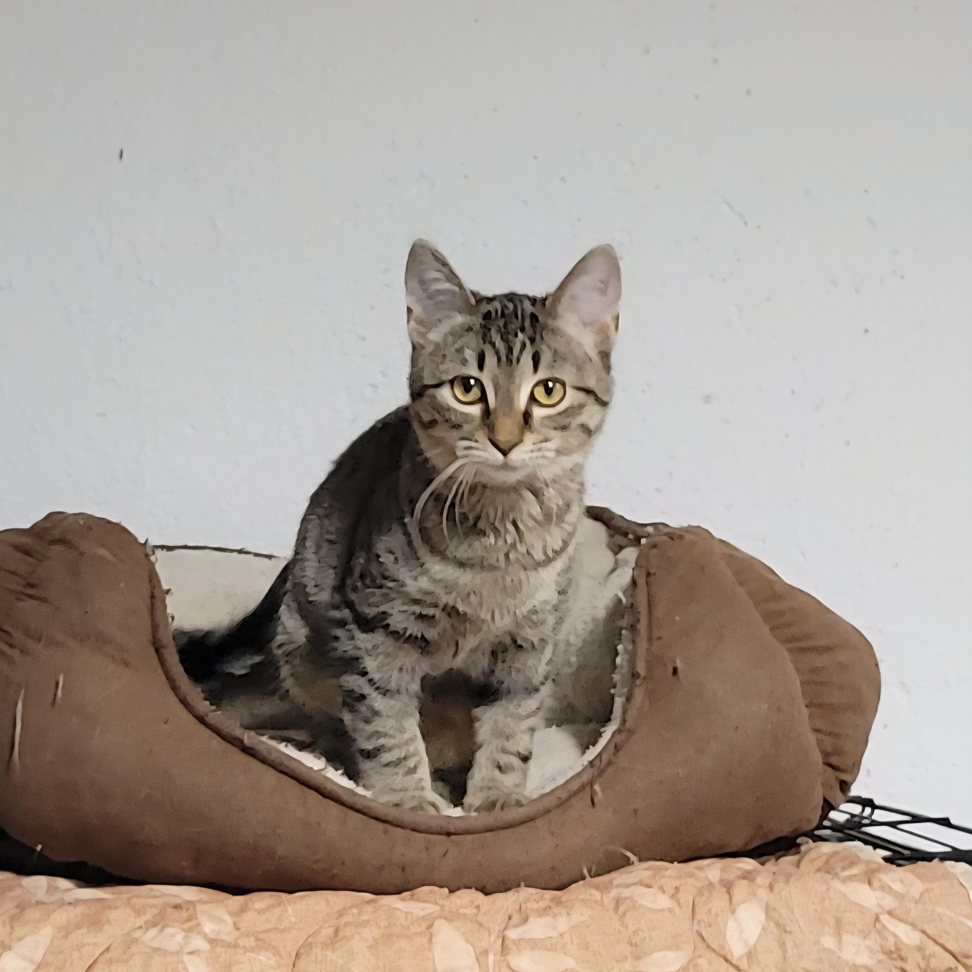 Enlarge Daisy, a Adoptable mixed breed in Lake Orion, MI image 3/6