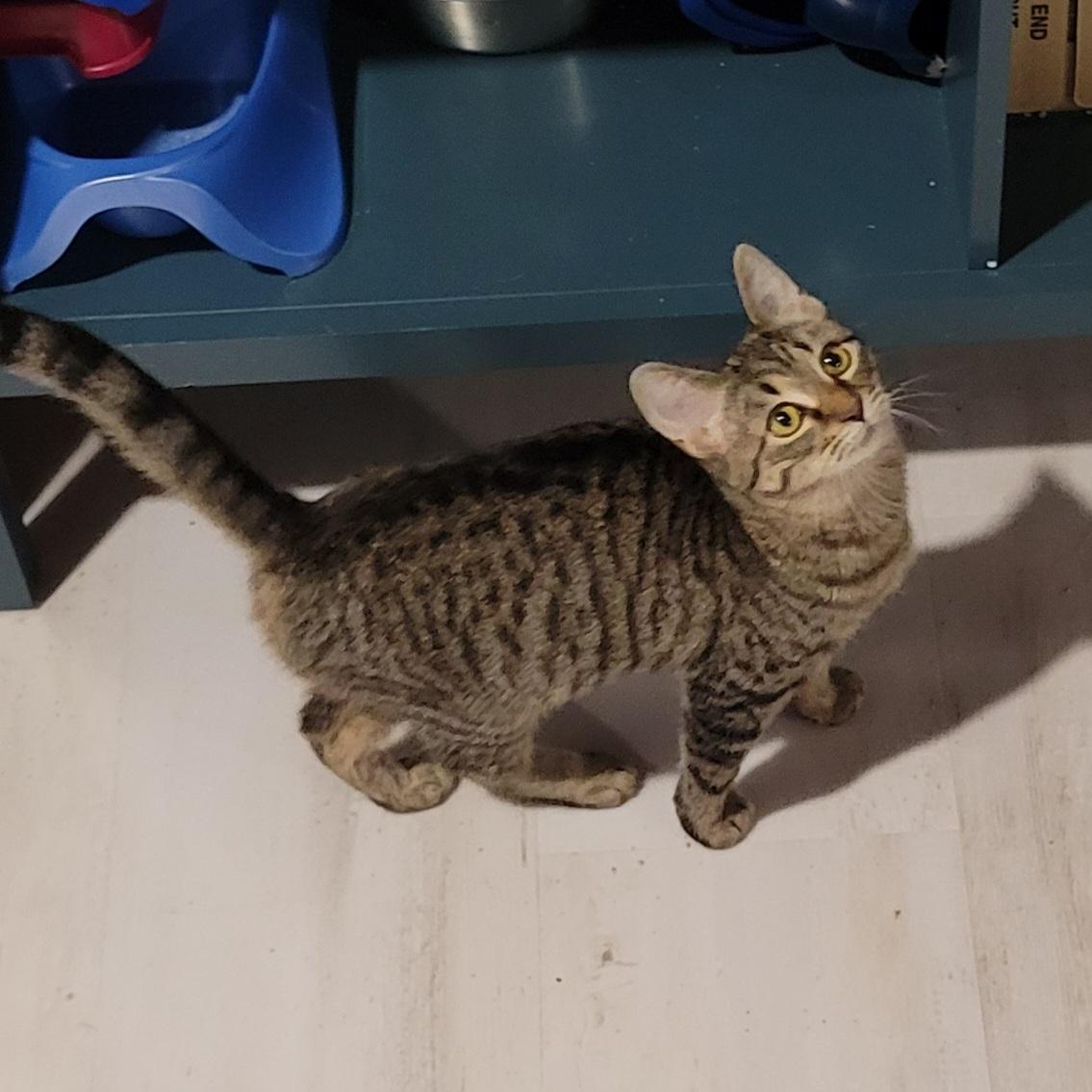 Enlarge Daisy, a Adoptable mixed breed in Lake Orion, MI image 4/6