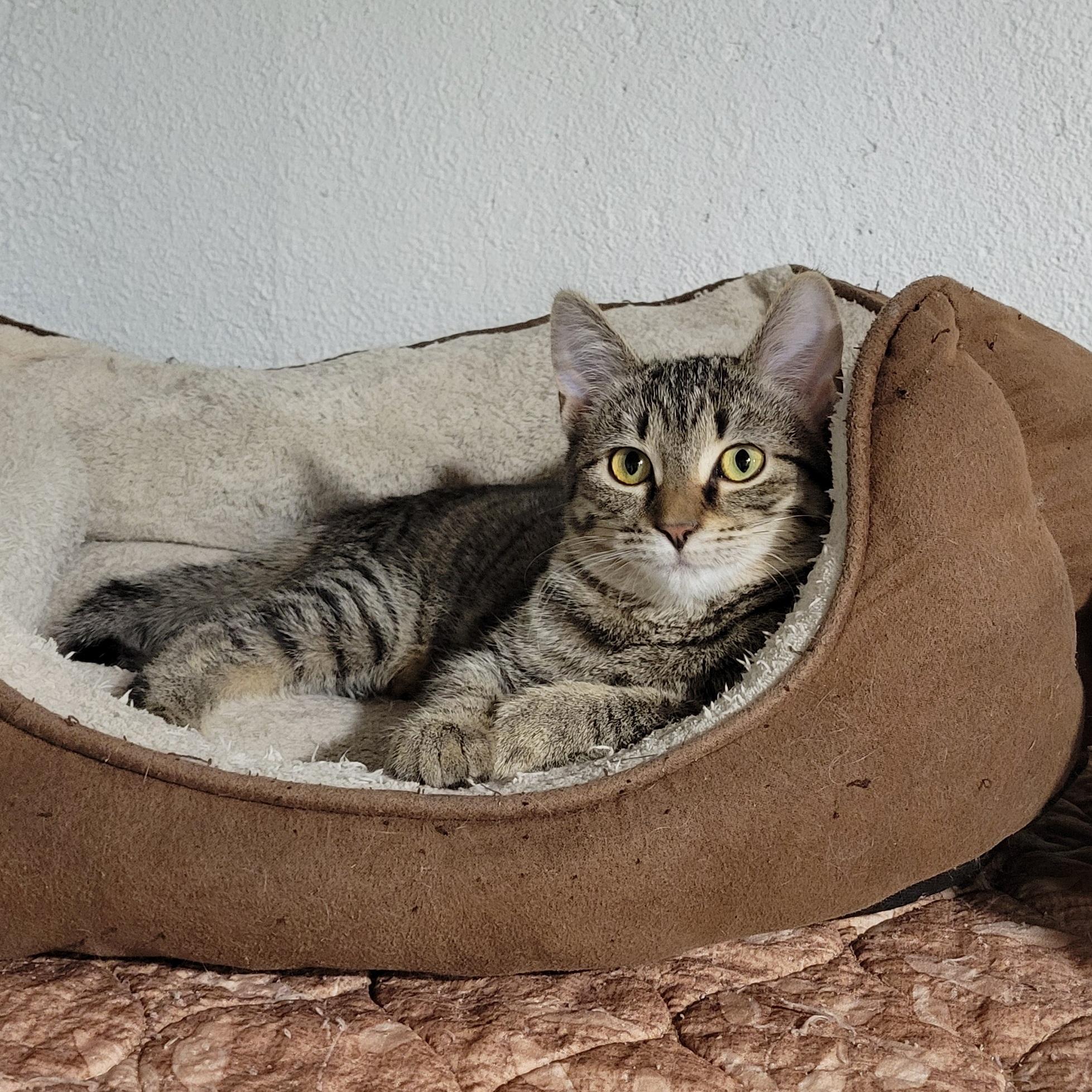 Enlarge Daisy, a Adoptable mixed breed in Lake Orion, MI image 5/6