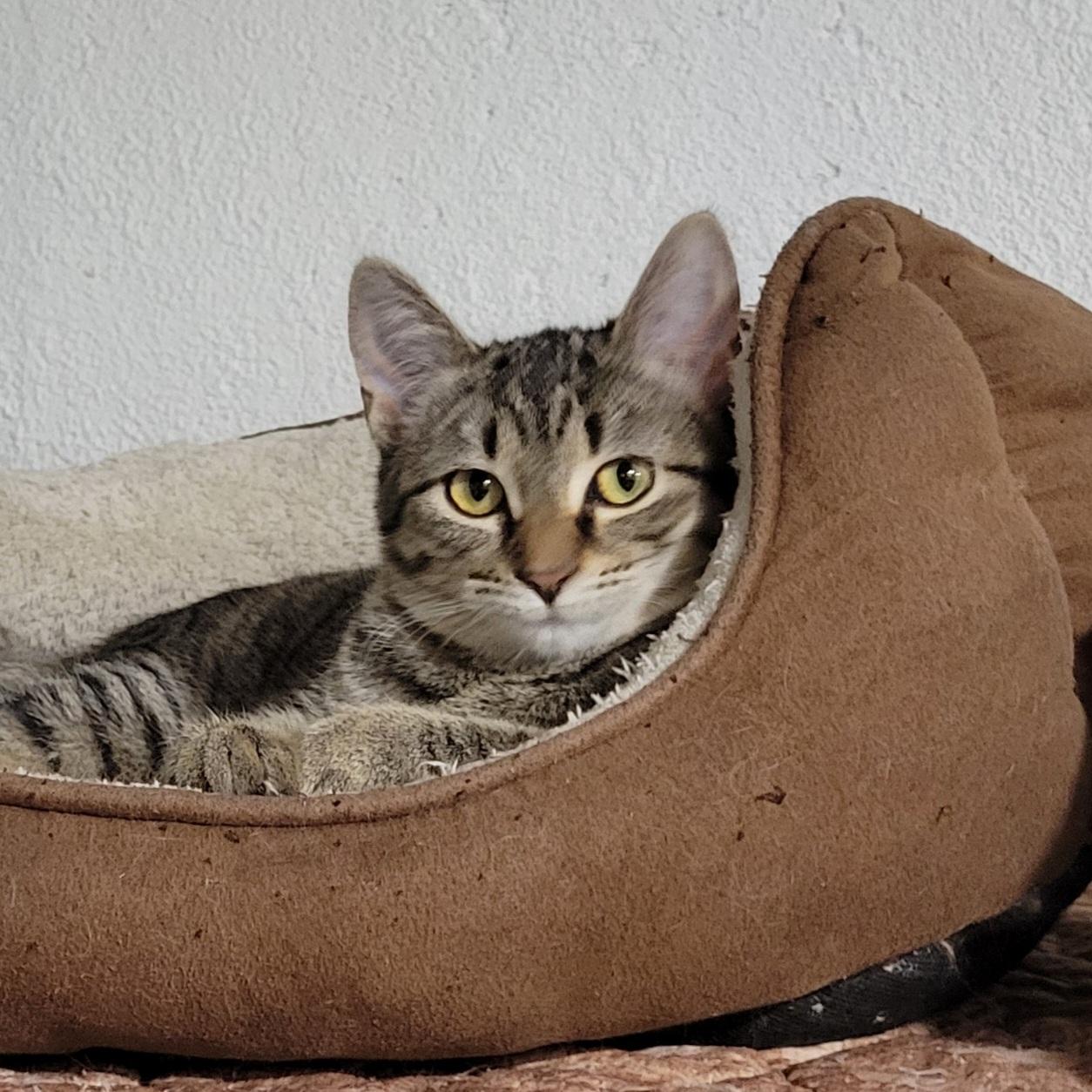 Enlarge Daisy, a Adoptable mixed breed in Lake Orion, MI image 6/6