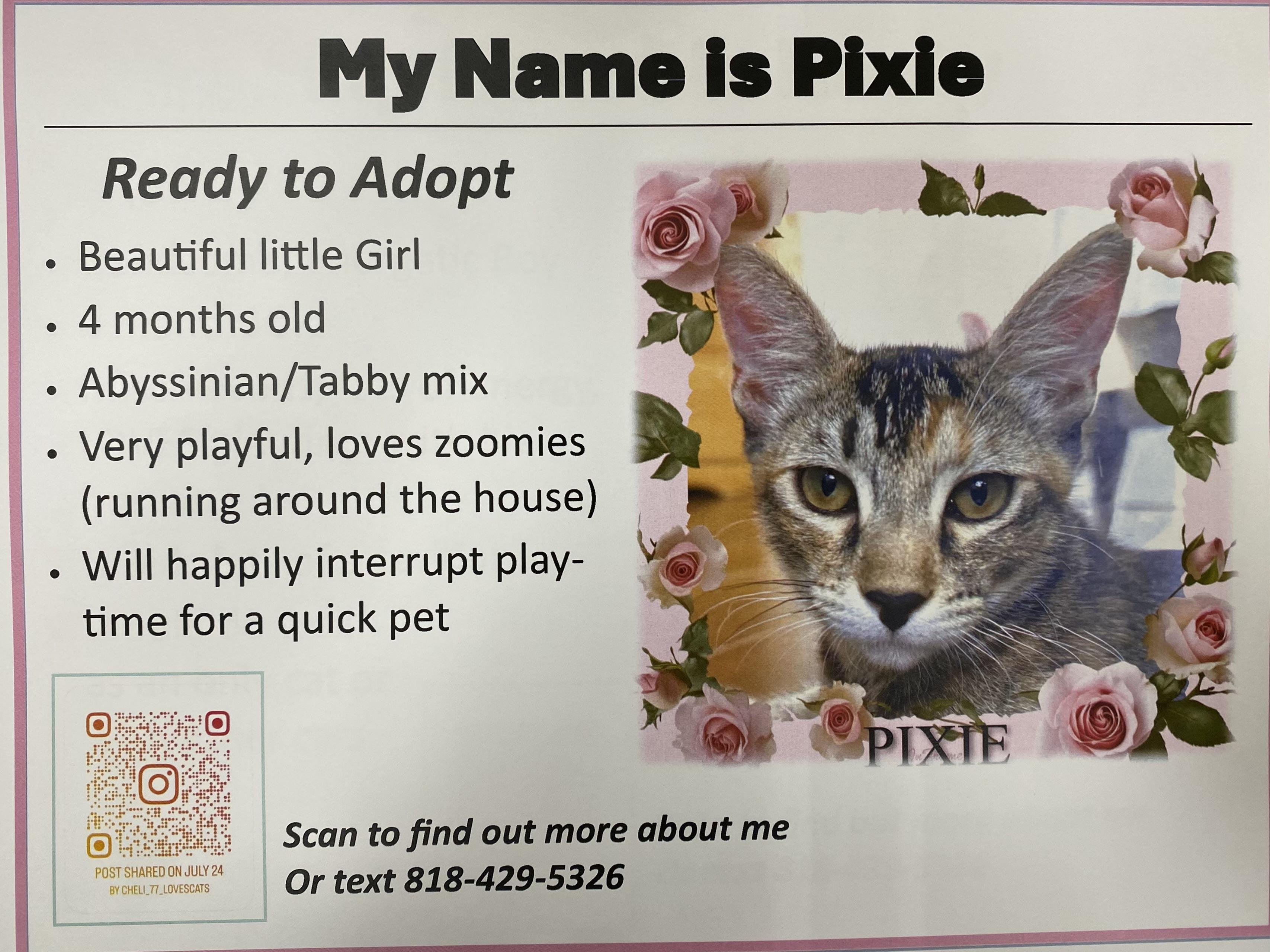 Pixie, a Adoptable mixed breed in Saugus, CA image 2/2