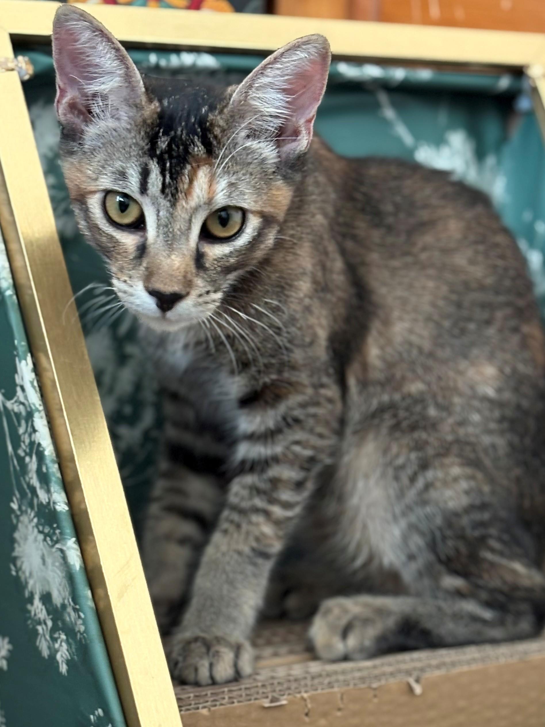 Pixie, a Adoptable mixed breed in Saugus, CA image 1/2