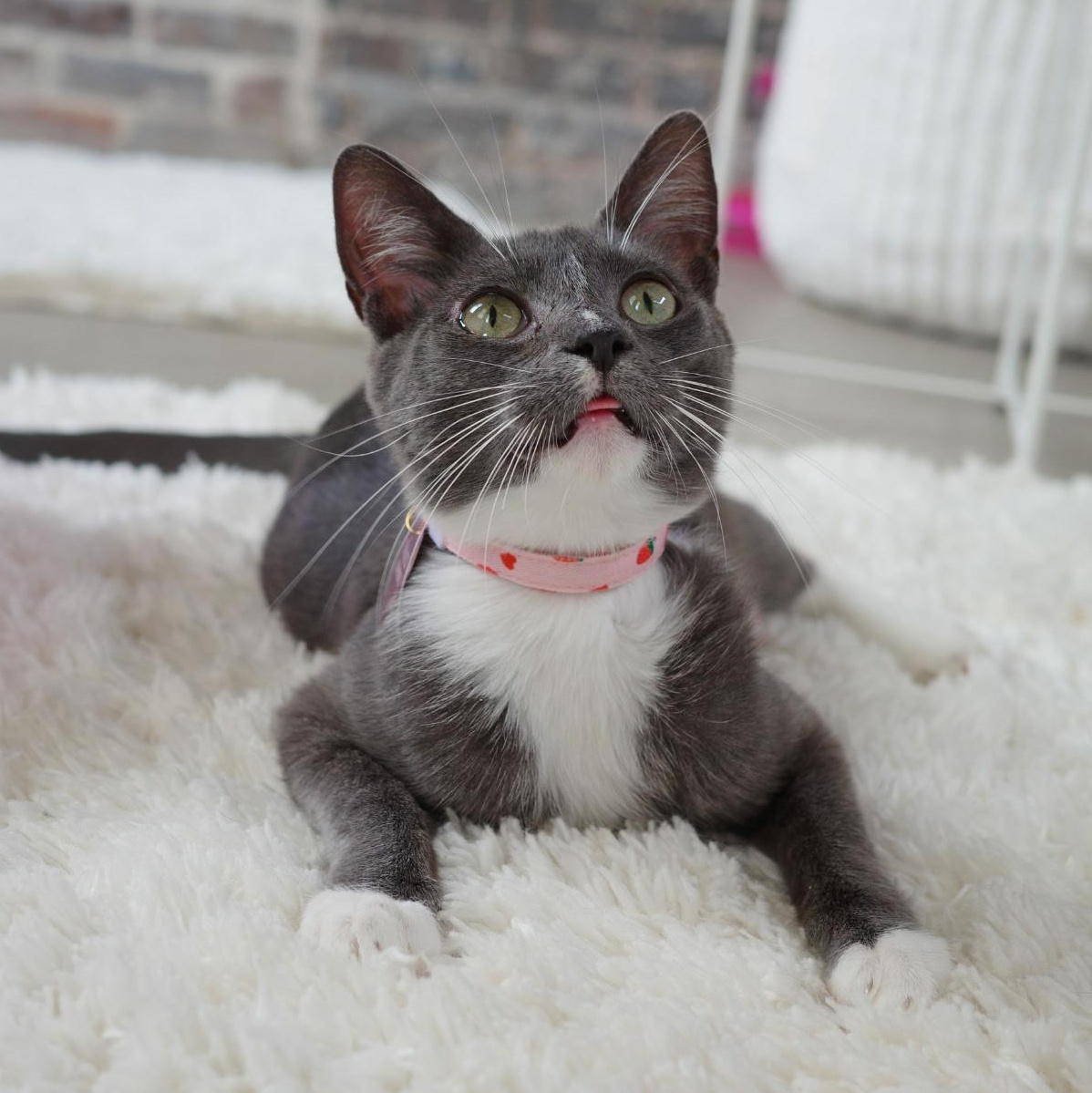 Wembley, a Adoptable Domestic Short Hair in New Orleans, LA image 1/2